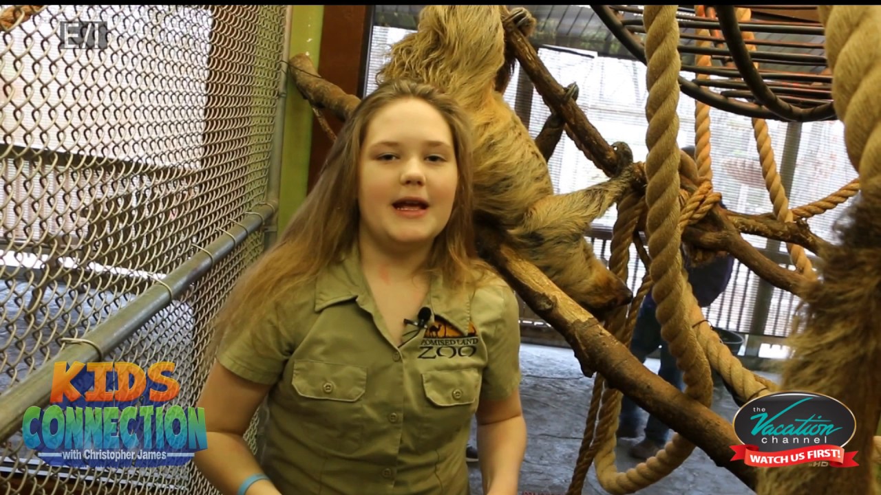 FEATURED VIDEO: Bongo Bree Sloth Encounter on Kids Connection – [Video]