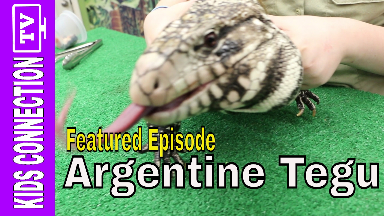 FEATURED VIDEO: Kids Animal Tales: Argentine Tegu with Bongo Bree – [Video]